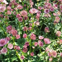 Astrantia 'Roma'
